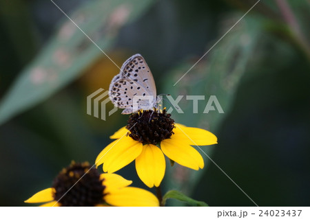 ルドベキア・タカオとシジミチョウ 24023437