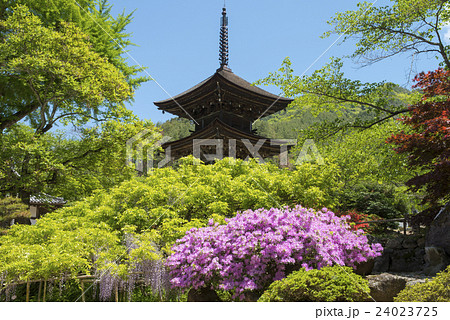 前山寺の三重塔とツツジ 24023725