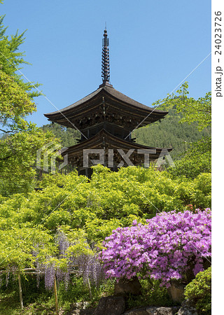 前山寺の三重塔とツツジ 24023726