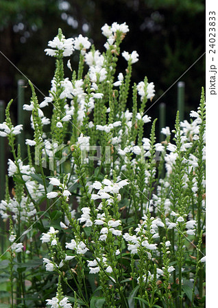 秋の花 カクトラノオ 秋の花 カクトラノオ 24023833