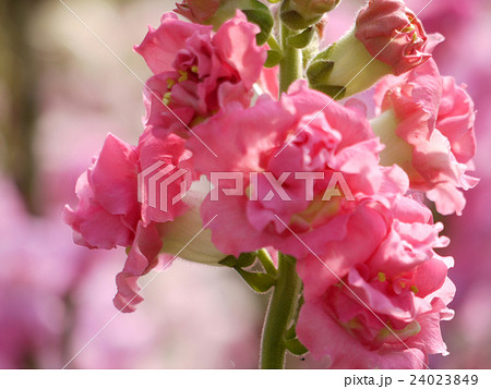 キンギョソウ 金魚草の写真 キンギョソウ 金魚草の写真 24023849