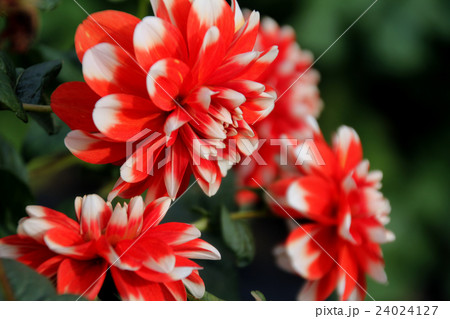 秋の白川郷 白と赤の花びらのダリア の写真素材