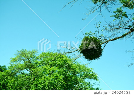 青空の宿り木 24024552
