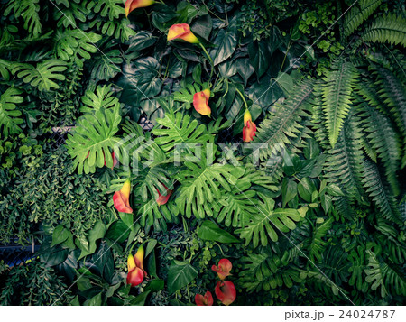 Fashionable green jungle summer background Fashionable green jungle summer background 24024787