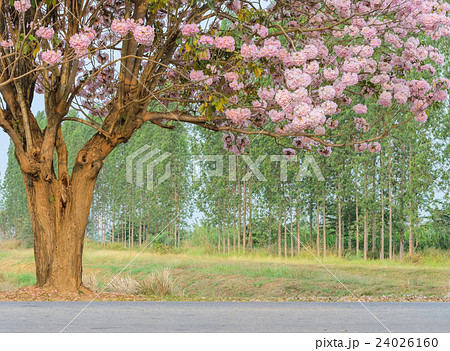 Pink trumpet blossom tree Pink trumpet blossom tree 24026160