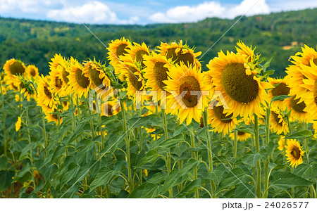 Field of blooming sunflowers on a background sky Field of blooming sunflowers on a background sky 24026577