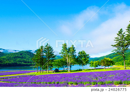 ラベンダー畑と湖 金山湖 南富良野 富良野 ラベンダー畑と湖 金山湖 南富良野 富良野 24026775