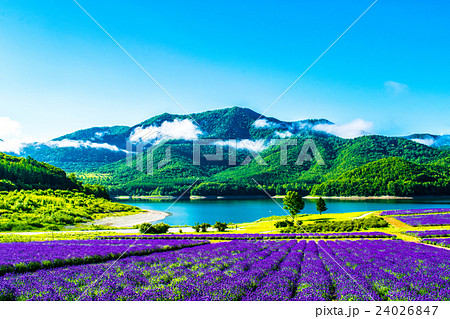 ラベンダー畑と湖　金山湖　南富良野　富良野 24026847