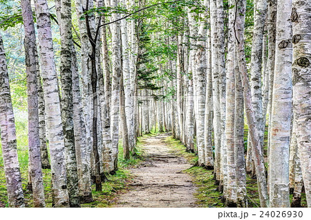 白樺の道 白樺の道 24026930