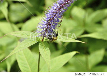 クガイソウ 24026977