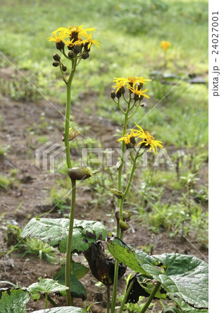 マルバダケブキ 24027001