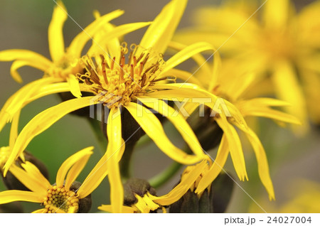 マルバダケブキ 24027004