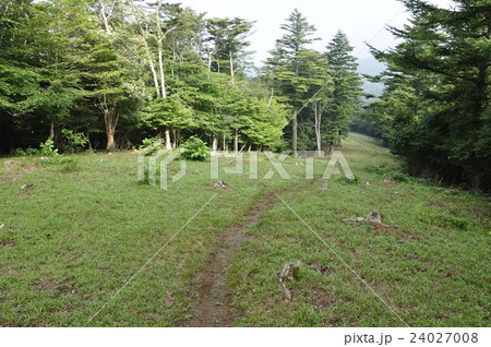 滝子山 防火帯の尾根道 滝子山 防火帯の尾根道 24027008