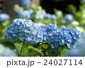 紫陽花 24027114