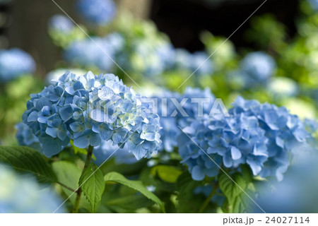 紫陽花 24027114