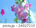 立葵 24027115