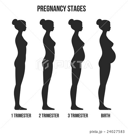 Pregnancy Stages and Birth Infographics Silhouette 24027583