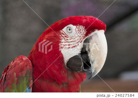 ベニコンゴウインコ 顔アップ 24027584