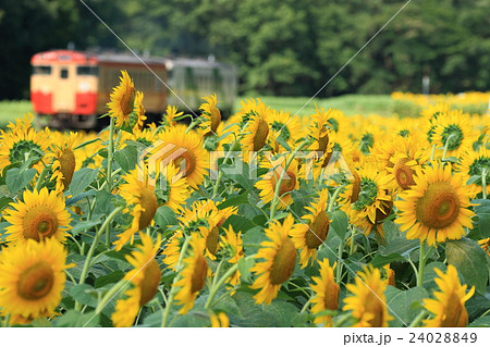 烏山線「ひまわり畑のある沿線風景」ローカル列車背景に 24028849