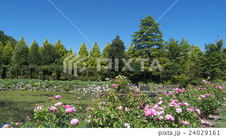 ローズガーデン 24029161