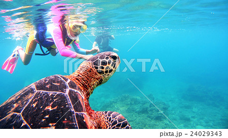 沖縄 阿嘉島のウミガメ 水中撮影 沖縄 阿嘉島のウミガメ 水中撮影 24029343