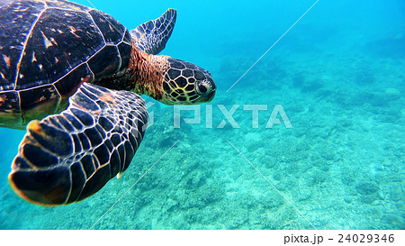 沖縄　阿嘉島のウミガメ　水中撮影 24029346