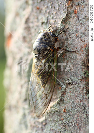 クマゼミ クマゼミ 24029729