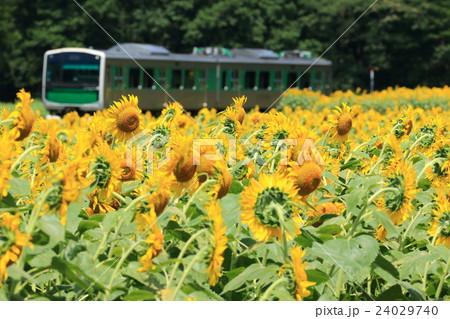 烏山線「ひまわり畑とアキュム」 24029740