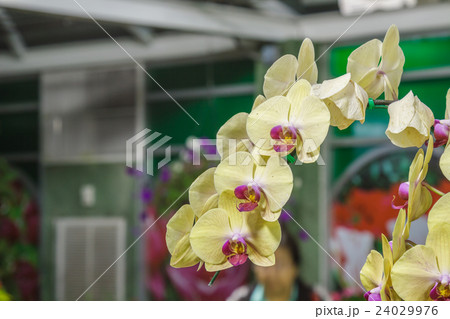 Paphiopedilum orchidaceae flower Paphiopedilum orchidaceae flower 24029976