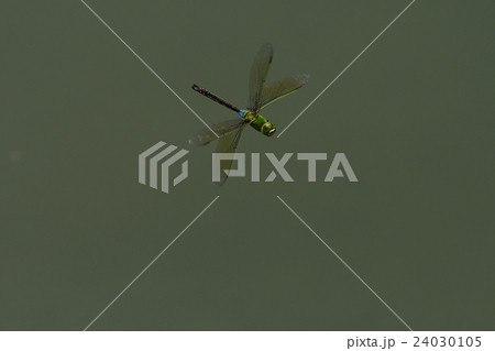 ギンヤンマの飛翔 ギンヤンマの飛翔 24030105