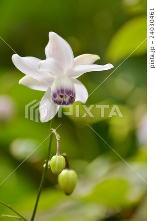 凛と咲く蓮華升麻 凛と咲く蓮華升麻 24030461