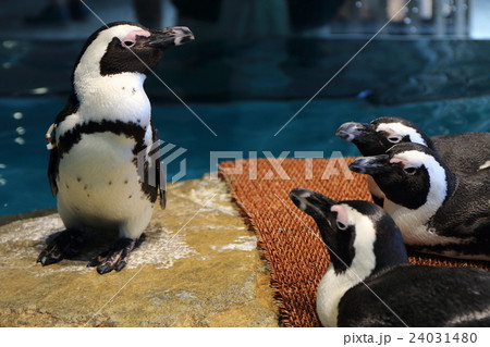 ペンギン先生 24031480