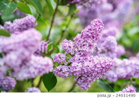Green branch with spring lilac flowers Green branch with spring lilac flowers 24031490