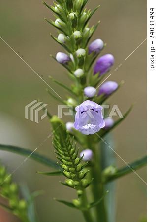 ハナトラノオ(花虎の尾) ハナトラノオ(花虎の尾) 24031494