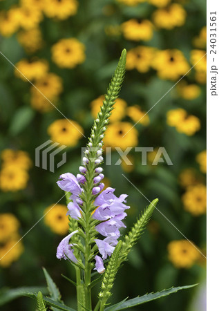 ハナトラノオ(花虎の尾) ハナトラノオ(花虎の尾) 24031561