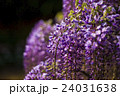 藤 24031638