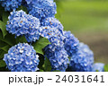 紫陽花 24031641