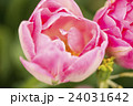 チューリップ 24031642