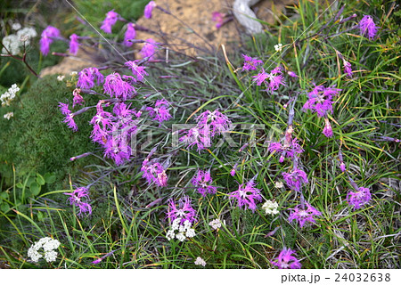 尾瀬の花　タカネナデシコ 24032638