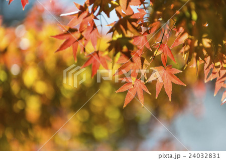 紅葉　秋イメージ　 24032831