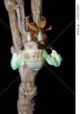 夏の夜　夏休み自由研究の定番　蝉の羽化の連続写真（背面より）　２２／３５枚目 24032907