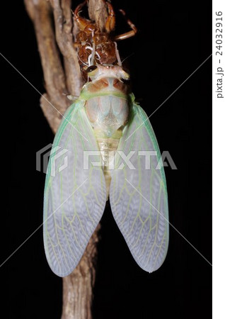 夏の夜　夏休み自由研究の定番　蝉の羽化の連続写真（背面より）　３１／３５枚目 24032916