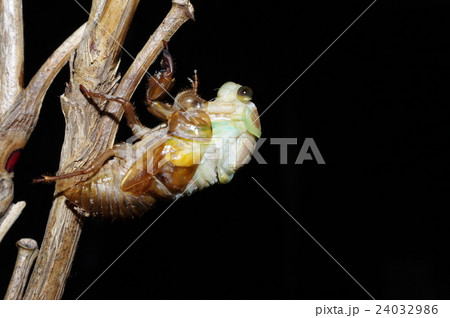 夏の夜 夏休み自由研究の定番 蝉の羽化の連続写真(側面より) 9/39枚目 夏の夜 夏休み自由研究の定番 蝉の羽化の連続写真(側面より) 9/39枚目 24032986