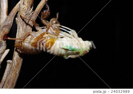 夏の夜 夏休み自由研究の定番 蝉の羽化の連続写真(側面より) 12/39枚目 夏の夜 夏休み自由研究の定番 蝉の羽化の連続写真(側面より) 12/39枚目 24032989