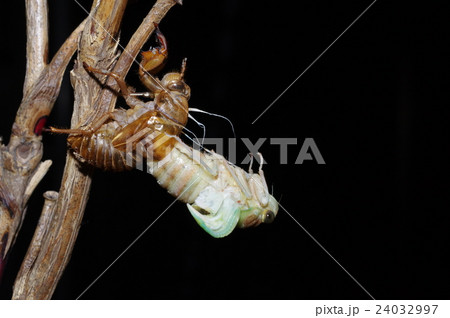 夏の夜　夏休み自由研究の定番　蝉の羽化の連続写真（側面より）　２０／３９枚目 24032997