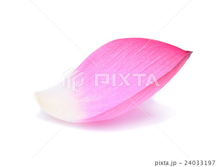 Closeup on lotus petal isolate on white background 24033197