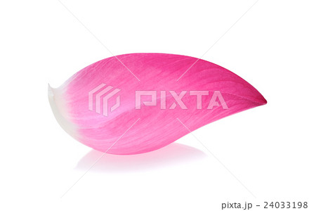 Closeup on pink lotus petal isolate on white  24033198