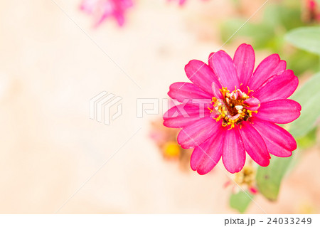 Zinnia flowers. 24033249