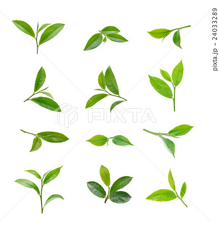 Green tea leaf isolated on white background 24033289