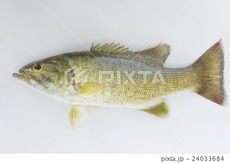 コクチバス 全体 北米原産の外来魚 ルアー釣りの好対象 特定外来生物指定の写真素材